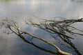 a roots of trees in the water. reflection of tree branches Royalty Free Stock Photo