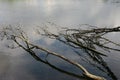 a roots of trees in the water. reflection of tree branches Royalty Free Stock Photo