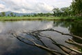 a roots of trees in the water. reflection of tree branches Royalty Free Stock Photo