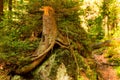 Roots of trees which grows on a stones in a deep forest in table mountain Royalty Free Stock Photo