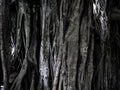 Roots and treet background texture Royalty Free Stock Photo