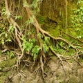 Roots of a tropical tree in the soil eroded by rain Royalty Free Stock Photo