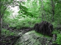 Roots of an uprooted fallen tree in a swamp