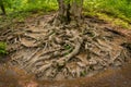 Roots of a very old European beech