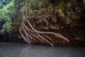 Roots in The Water Stream That Lead to Thi Lor Su Waterfall in Tak Province in Northwestern Thailand Royalty Free Stock Photo