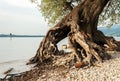 Roots of a willow at the shore of lake Bodensee Royalty Free Stock Photo