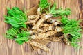 Roots of young horseradish on a wooden background. Royalty Free Stock Photo