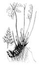 Rootstock and Fertile Fronds of Asplenium Adiantum-Nigrum vintage illustration