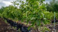 Rootstock Selection for Successful Grafting