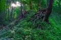 Rooty Tree On An Eroding Hill In A Summertime Forest In Central Illinois