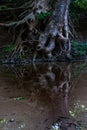 A Rooty Tree Reflecting In A Pool Of Water