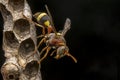 Ropalidia fasciata- paper wasp