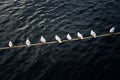 Seagulls sitting in a row on rope above water Royalty Free Stock Photo