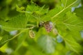 Rope berries of white mullbery morus alba on the tree Royalty Free Stock Photo