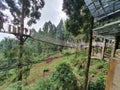 Rope bridge forest kopi batang indonesia Royalty Free Stock Photo
