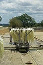 Rope Factory, Sisal Plant, agave sisalana, Fibres drying, Fort Dauphin in Madagascar