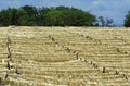 Rope Factory, Sisal Plant, agave sisalana, Fort Dauphin in Madagascar