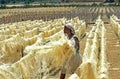 Rope Factory, Sisal Plant, agave sisalana, Fort Dauphin in Madagascar