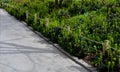 A rope fence in the city park protects flower beds from the entrance of people dogs or bicycle entry into flower beds separates th