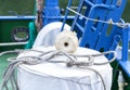 Rope and fishing on a vessel deck Royalty Free Stock Photo