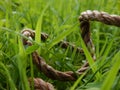 Rope Through Grass