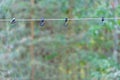 A rope with hooks for drying clothes during a hike is stretched between the trees in the forest. A tourist camp in the wild. Hooks Royalty Free Stock Photo