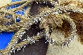 Rope overgrown with seashells on the beach Royalty Free Stock Photo