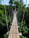 A high rope bridge over the forest floor Royalty Free Stock Photo