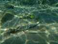 A rope on the seabed, Aegean Sea, Greece, Halkidiki. Sea pollution