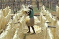 Rope of Sisal Plant, agave sisalana, Drying Fibers, Factory at Fort Dauphin in Madagascar