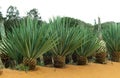 Rope of Sisal Plant, agave sisalana, Plantation at Fort Dauphin in Madagascar