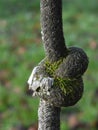 Rope Swing in Macro