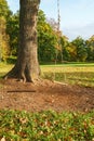 Rope swing in a tree Royalty Free Stock Photo