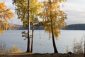 Rope swing on a tree