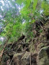 Rope tied on dense tropical tree roots and mossy rocks for pinnacles trek in rainforest mountain. Tropical forest or jungle