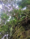 Rope tied on dense tropical trees and mossy rocks for pinnacles trek in rainforest mountain. Tropical forest or jungle landscape