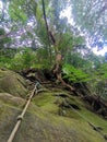 Rope tied on dense tropical trees and mossy rocks for pinnacles trek in rainforest mountain. Tropical forest or jungle landscape