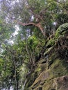 Rope tied on dense tropical trees and mossy rocks for pinnacles trek in rainforest mountain. Tropical forest or jungle landscape