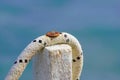 Rope tied to a wooden pole, detail with pillar on the sea pier rusty . Close up Royalty Free Stock Photo