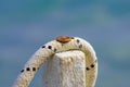 Rope tied to a wooden pole, detail with pillar on the sea pier rusty . Close up Royalty Free Stock Photo