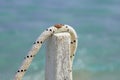 Rope tied to a wooden pole, detail with pillar on the sea pier rusty . Close up Royalty Free Stock Photo