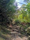 Rope tied on tree to use to climb the pinnacles trek forÃ¢â¬â¹ safety in rainforest mountain.