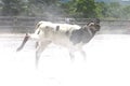 Roped Calf Royalty Free Stock Photo