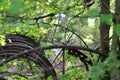 Ropes in the garden with sunlit tree braches around, blurred background