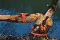 Ropes securing tree trunk after damage done by a beaver near a river Royalty Free Stock Photo