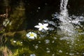 Ropical frangipani white flower on water,