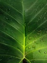 ropical leaves background with raindrops