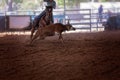 Calf Roping At A Rodeo Royalty Free Stock Photo