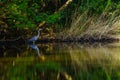 Ropotamo River Nature Reserve Royalty Free Stock Photo