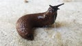 Ropy slug on concrete surface Royalty Free Stock Photo